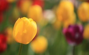 ---tulips-spring-flowers-focus-bokeh-close-up-12583