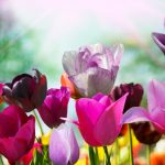 ---tulips-wallpapers-17015