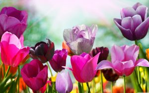 ---tulips-wallpapers-17015