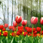 ---tulips-wallpapers-5939