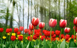 ---tulips-wallpapers-5939