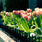 ---tulips-wallpapers-5940