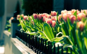 ---tulips-wallpapers-5940