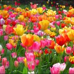 ---tulips-wallpapers-5941