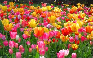 ---tulips-wallpapers-5941