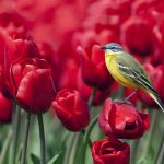 ---tulips-wallpapers-5943