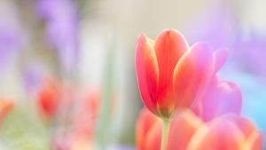 ---tulips-wallpapers-5945