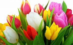 ---tulips-wallpapers-5946