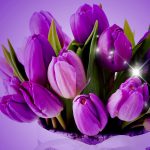 ---tulips-wallpapers-5947