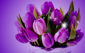 ---tulips-wallpapers-5947