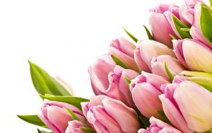 ---tulips-wallpapers-5949