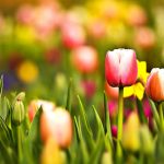 ---tulips-wallpapers-5950