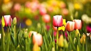 ---tulips-wallpapers-5950