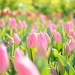 ---tulips-wallpapers-5951