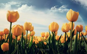 ---tulips-wallpapers-5953