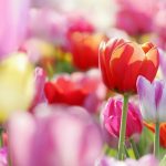 ---tulips-wallpapers-5954