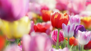 ---tulips-wallpapers-5954