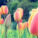 ---tulips-wallpapers-5955