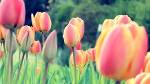 ---tulips-wallpapers-5955