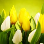 ---tulips-white-yellow-flowers-spring-12584