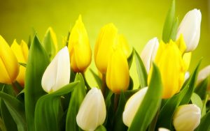 ---tulips-white-yellow-flowers-spring-12584