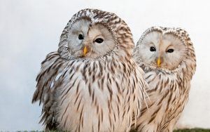 ---ural-owls-17050