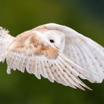 ---white-owl-wallpaper-12910