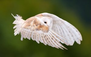 ---white-owl-wallpaper-12910