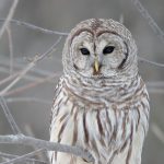 ---white-owl-wallpapers-17190