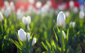 ---white-tulips-flower-17192