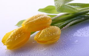 ---yellow-tulips-dew-13045