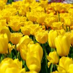 ---yellow-tulips-field-17283