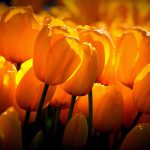 ---yellow-tulips-sunshine-17284