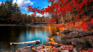 autumn-2560x1440-foliage-lake-forest-leaves-hd-4k-1729