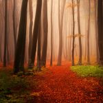 autumn-2560x1440-forest-foggy-misty-hd-3226