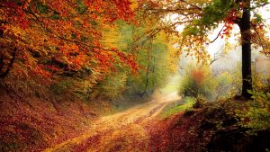 autumn-2560x1440-forest-pathway-fooliage-hd-3830