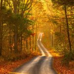 ---autumn-forest-road-scenery-6762