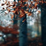 ---autumn-forest-trees-branches-dry-leaves-photo-2270