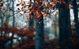 ---autumn-forest-trees-branches-dry-leaves-photo-2270