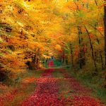 ---autumn-forest-wallpapers-6763