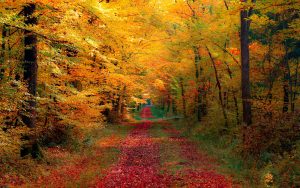 ---autumn-forest-wallpapers-6763