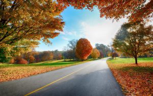 ---autumn-in-country-road-6765