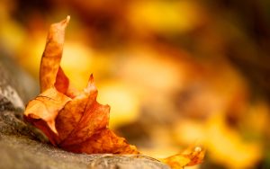 ---autumn-leaf-background-13378