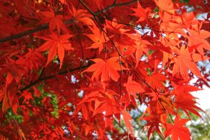 ---autumn-leaf-wallpapers-6774