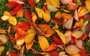 ---autumn-leaves-ground--6776