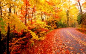 ---autumn-leaves-wallpapers-2273