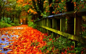 ---autumn-leaves-wallpapers-2274