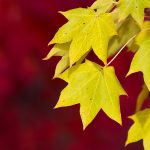 ---autumn-leaves-wallpapers-2275