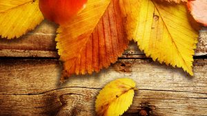 ---autumn-leaves-wallpapers-2276