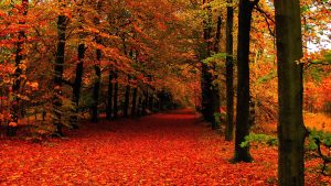 ---autumn-leaves-wallpapers-2277